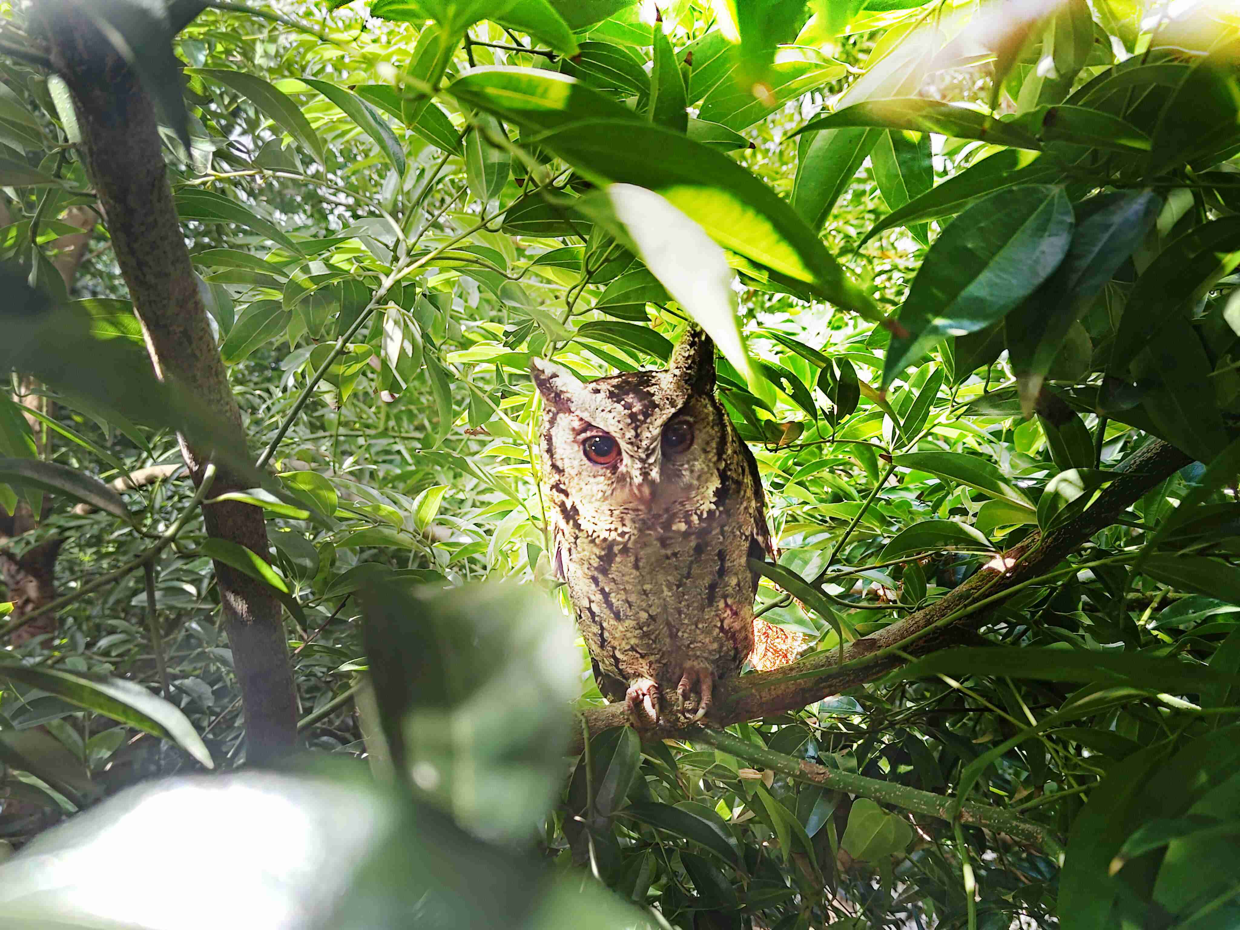 汇旺支付致力提倡净零绿生活，，，16年以来在全球各厂区植树逾百万棵，，，，造就各厂区树木蔚然成林，，犹如森林工厂，，，成为许多生物的栖息地